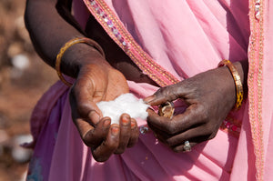 Evaluer la qualité du coton juste avant la récolte - Ferme du Rajasthan, en Inde