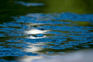 Reflets de la lumière sur l'eau de l'un des bassins du Parc de Versailles, à la nuit tombant
