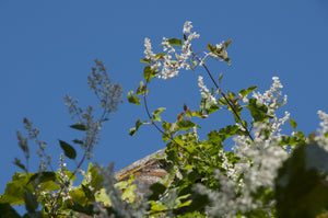 Tableau photographique AAB_8719